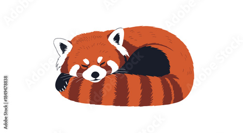 Adorable illustration of a cute red panda curled up in a ball and sleeping peacefully, isolated on a white background.