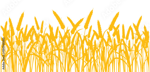 Seamless design against a white background. This vector illustration highlights a field of wheat ears, great for agriculture or bakery purposes.