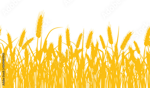 A white background with a seamless design. This vector illustration showcases a field filled with wheat ears, ideal for agriculture or bakery.