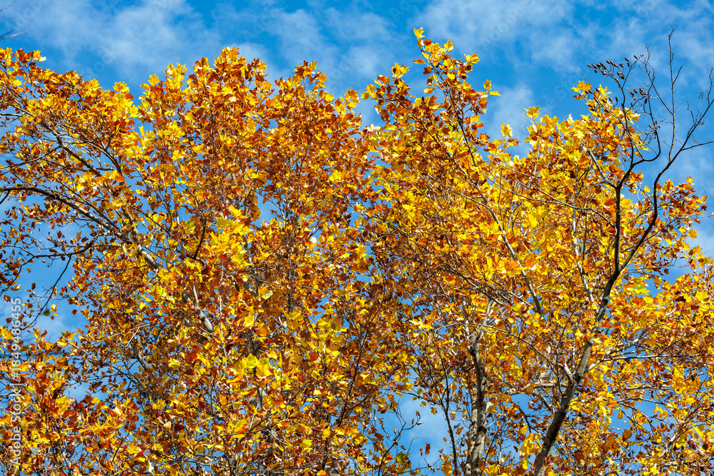 Fototapeta premium The view of the yellow leaves of the tulip tree shining against the blue autumn sky.