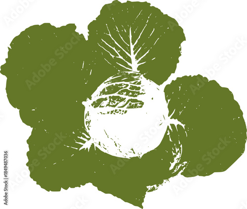 kale green plant isolated on white