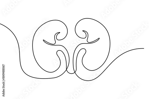 Human kidney continuous one line drawing and minimalist style isolated outline vector illustration