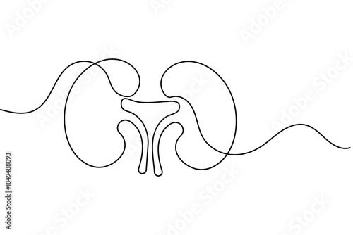 Human kidney continuous one line drawing and minimalist style isolated outline vector illustration