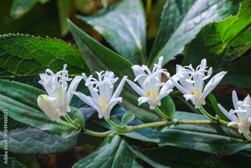 Beautiful white toad lily flowers blooming in the autumn garden.