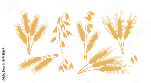 Wheat ears are arranged. Oat, rye, or barley spikes for designing beer, bread, and flour packaging. They symbolize healthy, natural farming food, featuring whole organic spikelets against a white bg.