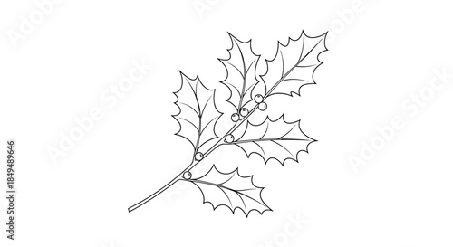 Detailed line art illustration of a festive holly branch with spiky leaves and round berries, perfect for holiday season designs.