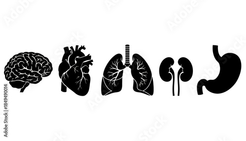 Illustration of Human Organs Including Brain, Heart, Lungs, Kidneys, and Stomach in a Simple Vector Style