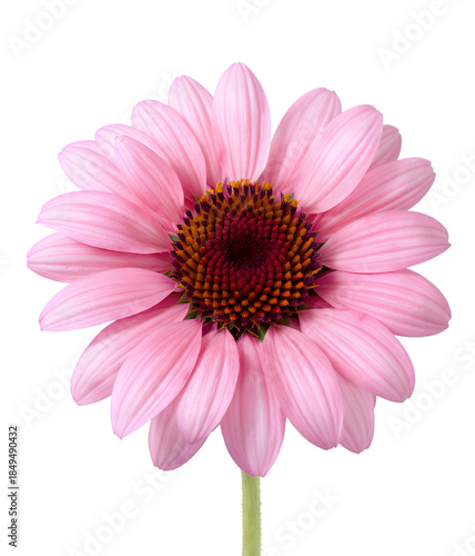 Fully bloomed vibrant pink Echinacea (Coneflower) with a dark center, isolated on transparent background.