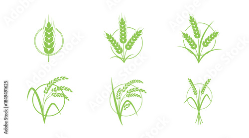 Wheat ears and rice icons collection. A concept for labels on organic products, farming, harvest, grains, bakery, and healthy food.