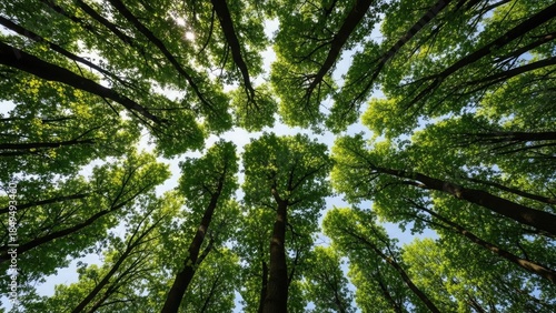 Looking up through a dense forest canopy with tall green trees reaching towards a bright sky.