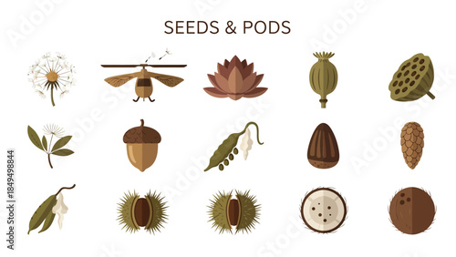 An arrangement of 15 brown and green illustrations of seeds and pods