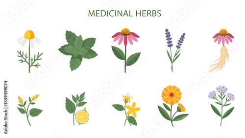 Illustration of ten different medicinal herbs with labels