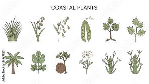 Illustration of twelve different coastal plants with their names labeled below