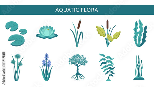 Illustration showing ten different types of aquatic flora against a white background