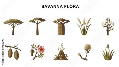 Ten illustrations of African savanna flora including trees grasses and shrubs