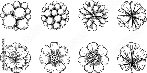Seven Different Types of Black and White Flower floral botanical petals