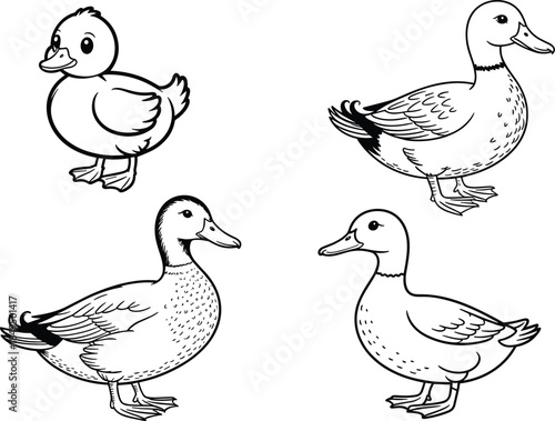 Four Ducks in Different Poses Black and White Line
