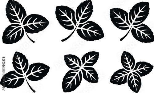 Five Black and White Leaf Clusters with White Veins