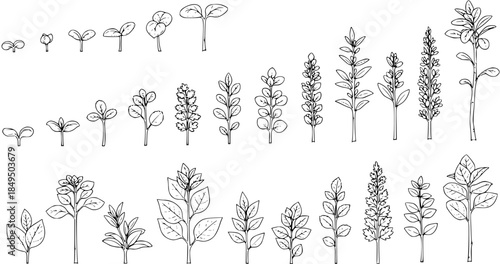 Black and White Line Art Hand-Drawn Plant Growth Stages Vector Set: Botanical illustration depicting various flora development, from small seedlings and sprouts to mature plants with diverse leaves 