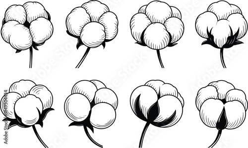 Seven black and white cotton bolls with stems botanical