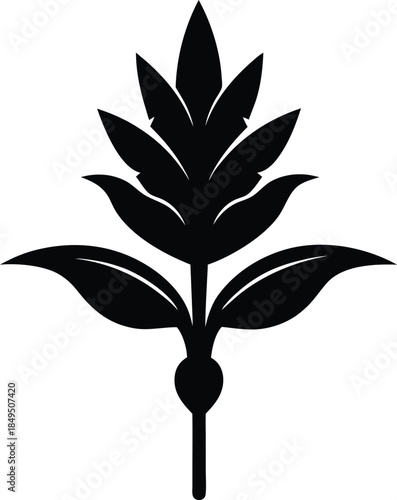 Photos Arrowroot plant silhouette botanical herb design isolated on white background Ve