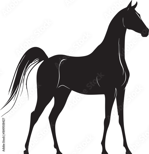 Akhal-Teke Horse Vector Silhouette Black Isolated on White Background