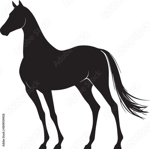 Akhal-Teke Horse Vector Silhouette Black Isolated on White Background