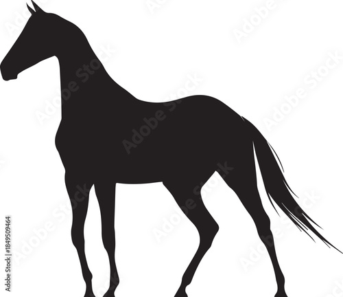 Akhal-Teke Horse Vector Silhouette Black Isolated on White Background