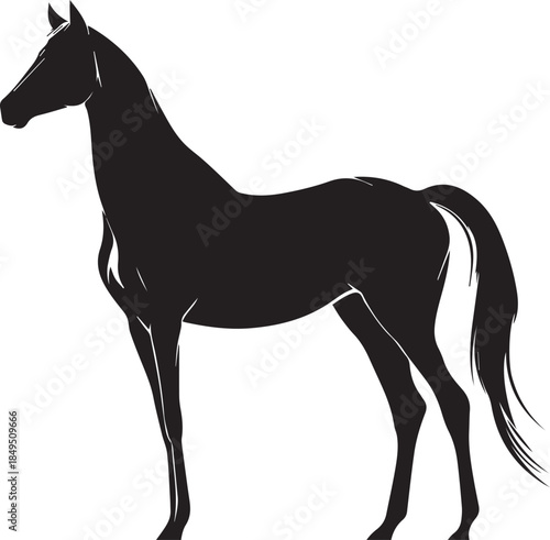 Akhal-Teke Horse Vector Silhouette Black Isolated on White Background