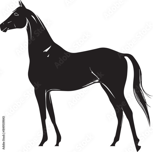Akhal-Teke Horse Vector Silhouette Black Isolated on White Background