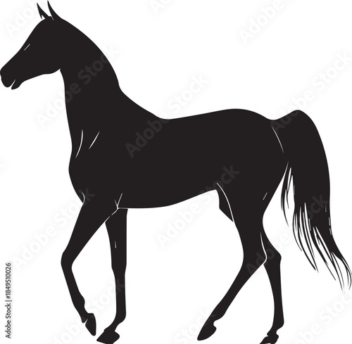 Akhal-Teke Horse Vector Silhouette Black Isolated on White Background