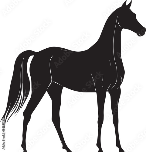 Akhal-Teke Horse Vector Silhouette Black Isolated on White Background