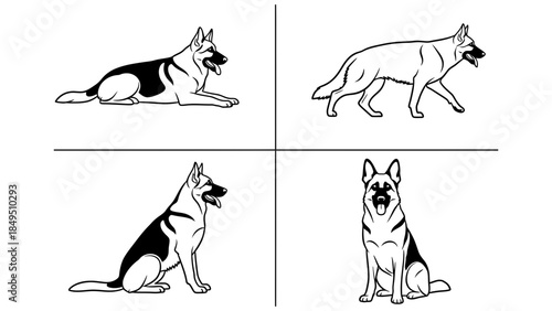 Black and white line art illustration showcasing four different poses of a german shepherd dog