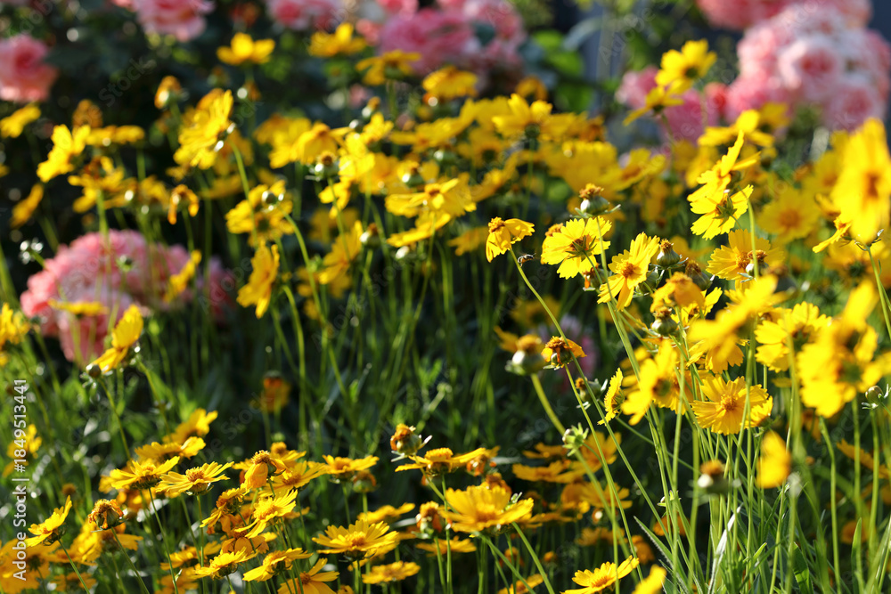 Obraz premium Yellow coreopsis flowers blooming in vibrant garden