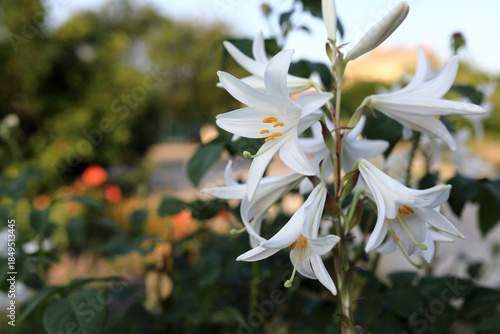 Schilderij op canvas White lily flower in bloom on sunny day in garden with green foliage