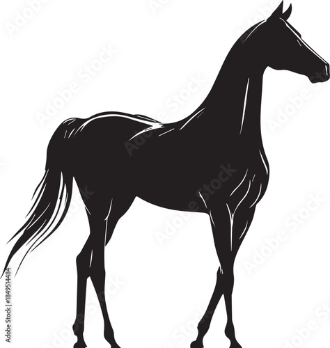 Akhal-Teke Horse Vector Silhouette Black Isolated on White Background