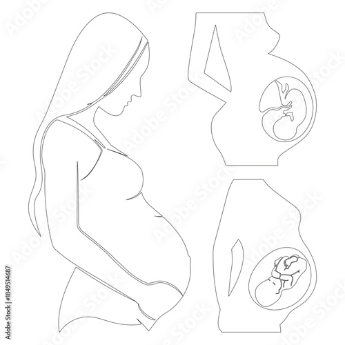 a pregnant woman with the fetus in the womb