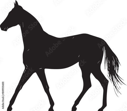 Akhal-Teke Horse Vector Silhouette Black Isolated on White Background