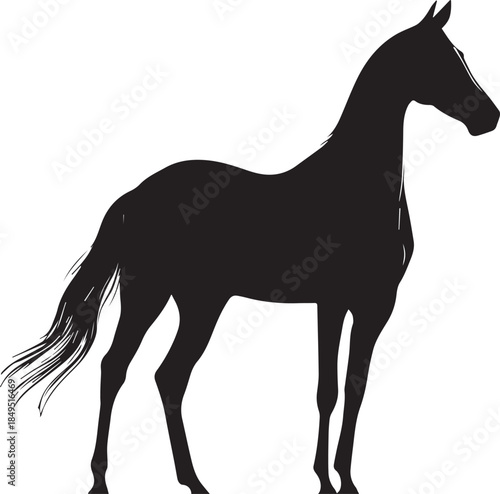 Akhal-Teke Horse Vector Silhouette Black Isolated on White Background