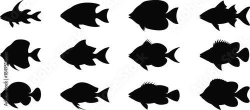 Fish silhouettes, black vector icons, marine species, aquatic animals, fin shapes, tail types, taxonomy, ocean life, illustration