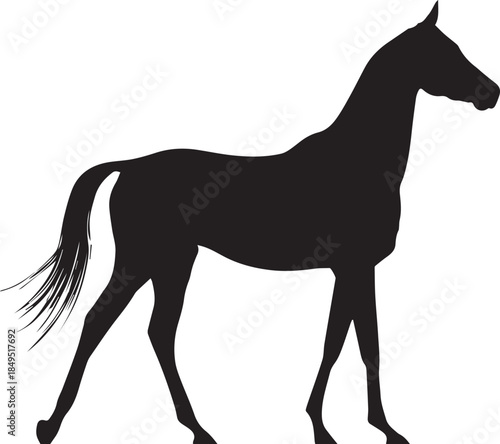 Akhal-Teke Horse Vector Silhouette Black Isolated on White Background