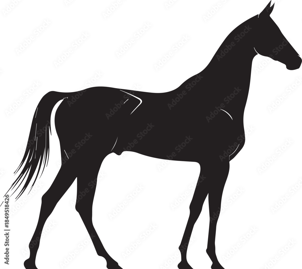 Obraz premium Akhal-Teke Horse Vector Silhouette Black Isolated on White Background