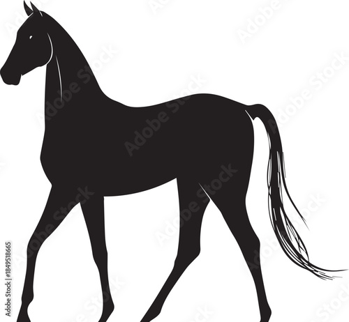 Akhal-Teke Horse Vector Silhouette Black Isolated on White Background