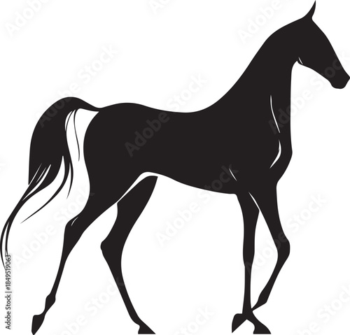 Akhal-Teke Horse Vector Silhouette Black Isolated on White Background