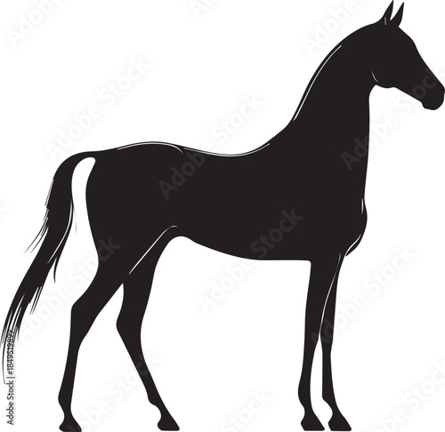 Akhal-Teke Horse Vector Silhouette Black Isolated on White Background