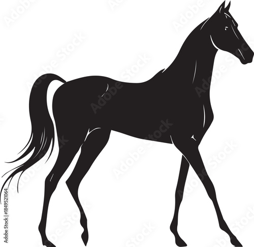 Akhal-Teke Horse Vector Silhouette Black Isolated on White Background