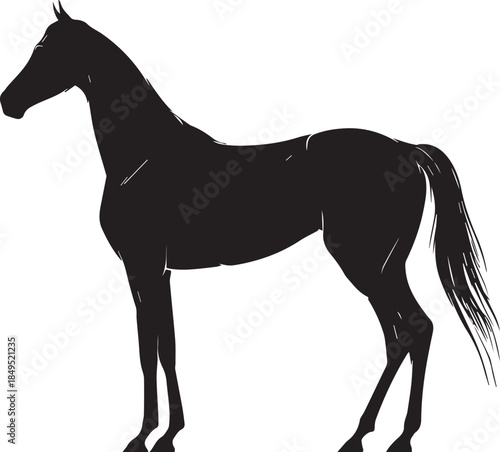 Akhal-Teke Horse Vector Silhouette Black Isolated on White Background