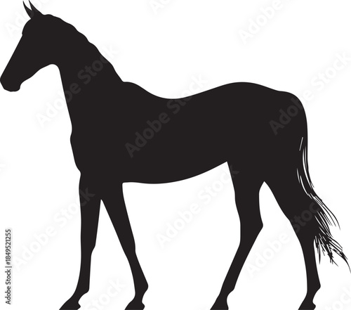 Akhal-Teke Horse Vector Silhouette Black Isolated on White Background