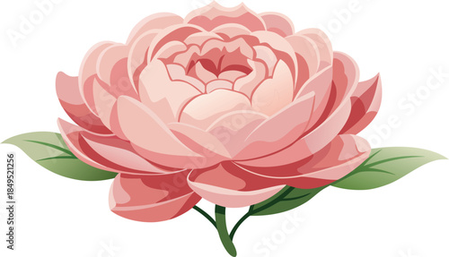 Beautiful pink peony flower with green leaves isolated on white background