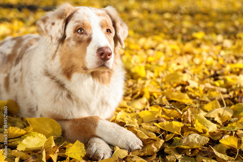 Cute Australian Shepherd do...